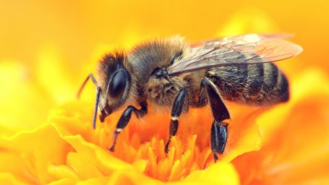 Bees and Pollination - Ypsilanti District Library