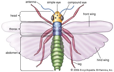 Animal Life In Your Backyard - Ypsilanti District Library