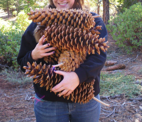 The Secret Life of Pine Cones - Ypsilanti District Library