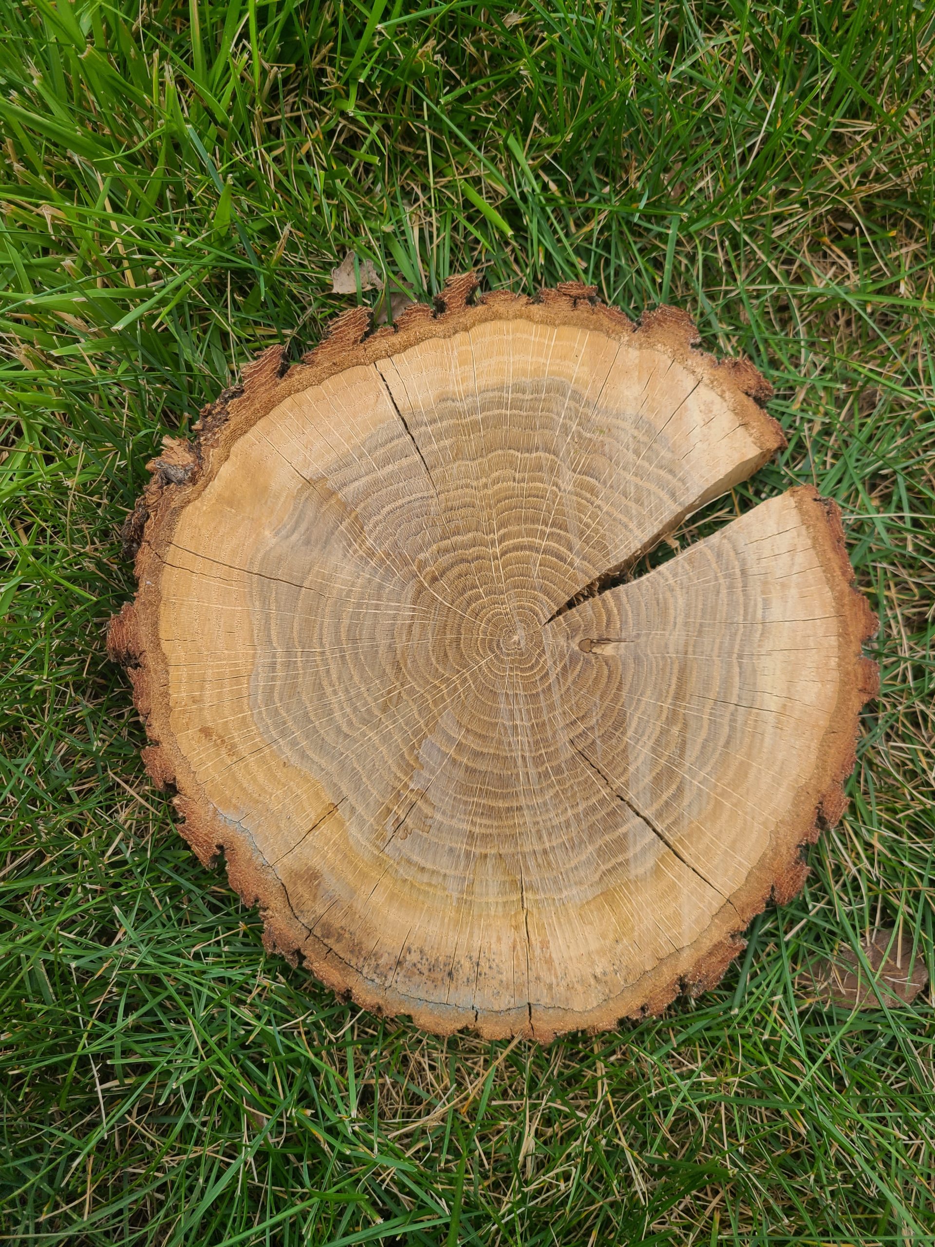 Garden Gatherings: Dendrochronology - Ypsilanti District Library