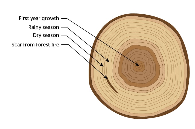 garden-gatherings-dendrochronology-ypsilanti-district-library